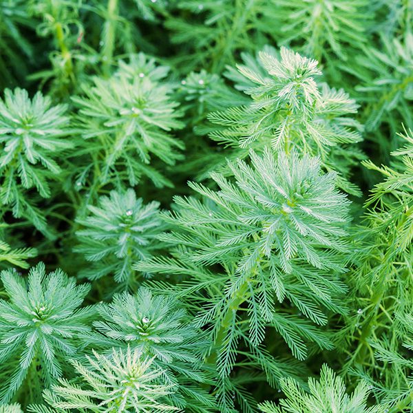 Eurasian-Watermilfoil