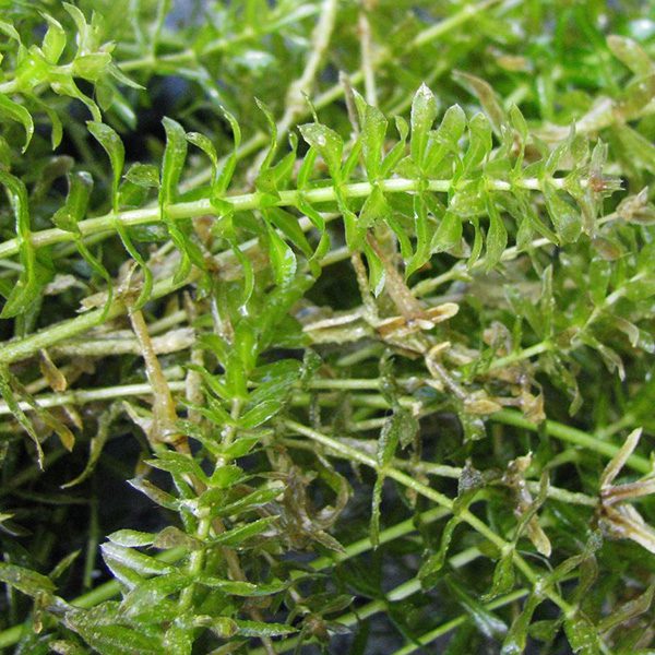 Hydrilla