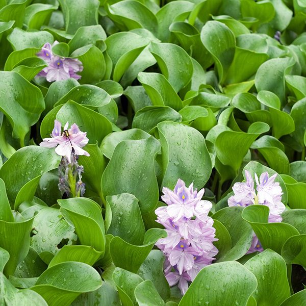 Water-Hyacinth-1