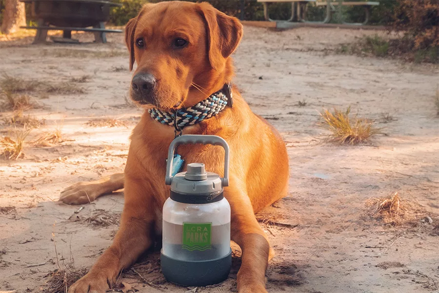 dog sitting with water jpg dog sitting with water jpg