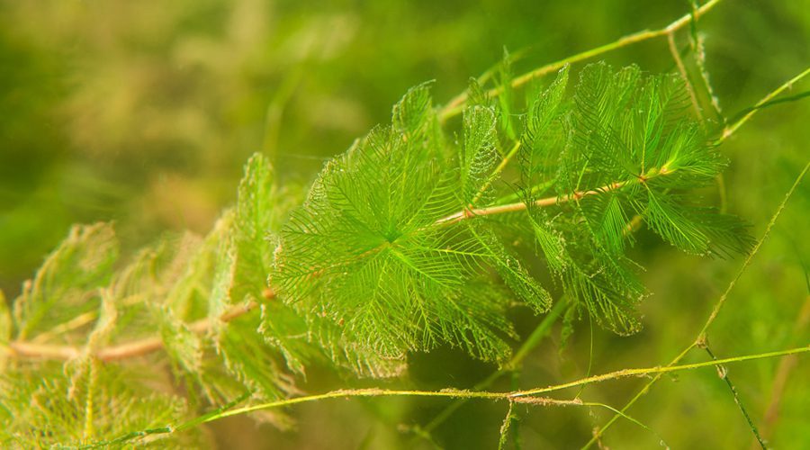 0623 org eurasianwatermilfoil heroimage