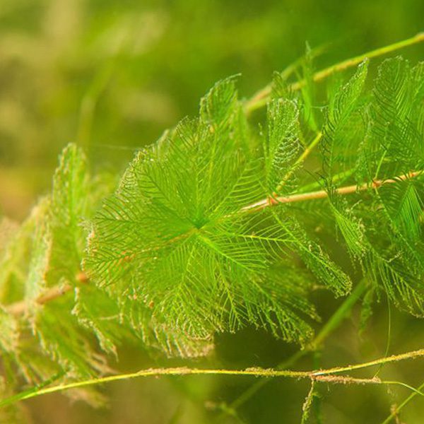 eurasian watermilfoil